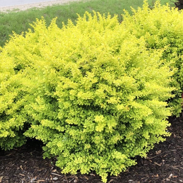 BERBERIS SUNJOY CITRUS BARBERRY