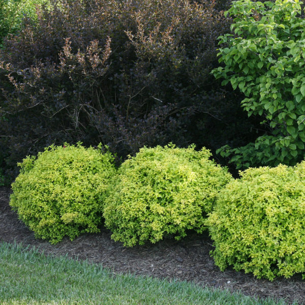 BERBERIS SUNJOY CITRUS BARBERRY