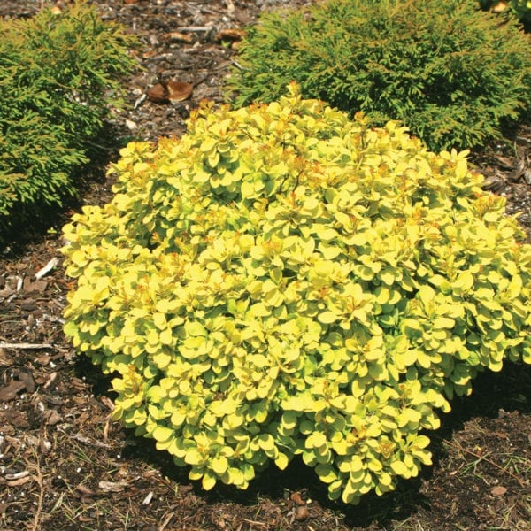 BERBERIS SUNJOY GOLD BERET BARBERRY