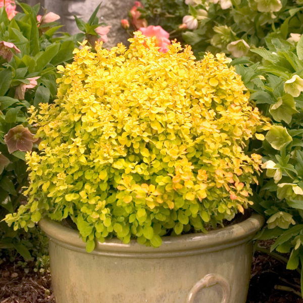 BERBERIS SUNJOY GOLD BERET BARBERRY