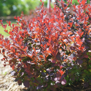 BERBERIS SUNJOY MINI MAROON SEEDLESS BARBERRY