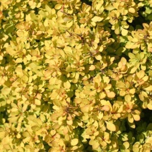 BERBERIS SUNJOY MINI SAFFRON BARBERRY