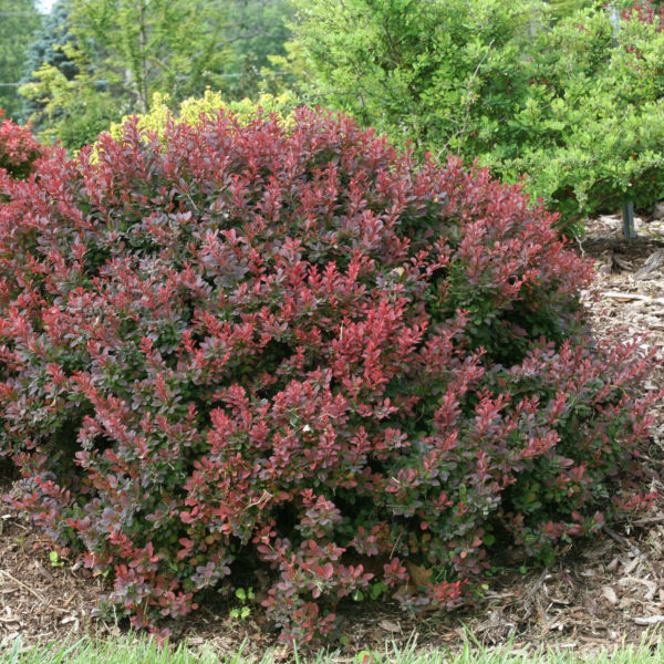 BERBERIS SUNJOY MINI SALSA BARBERRY