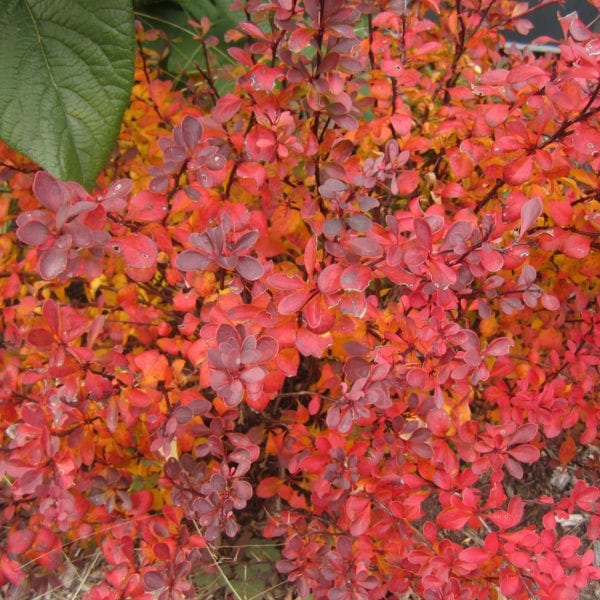 BERBERIS SUNJOY MINI SALSA BARBERRY