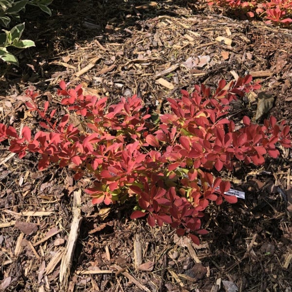 BERBERIS SUNJOY NEO BARBERRY