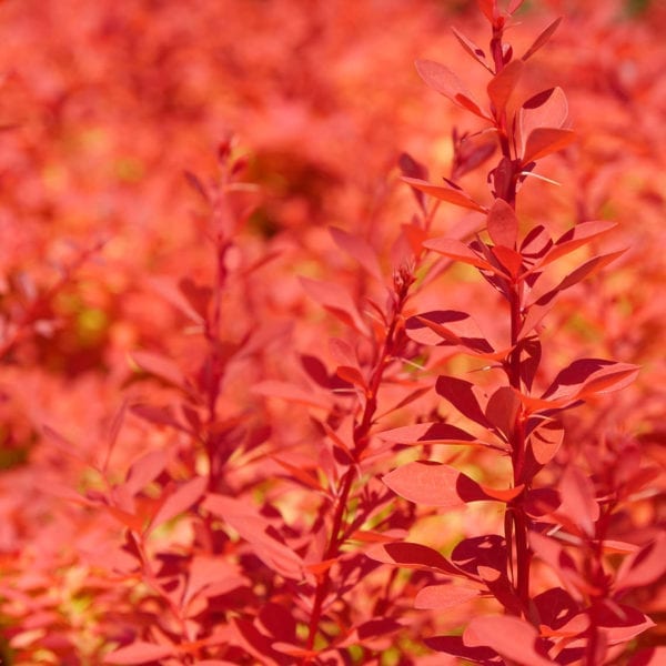 BERBERIS SUNJOY NEO BARBERRY