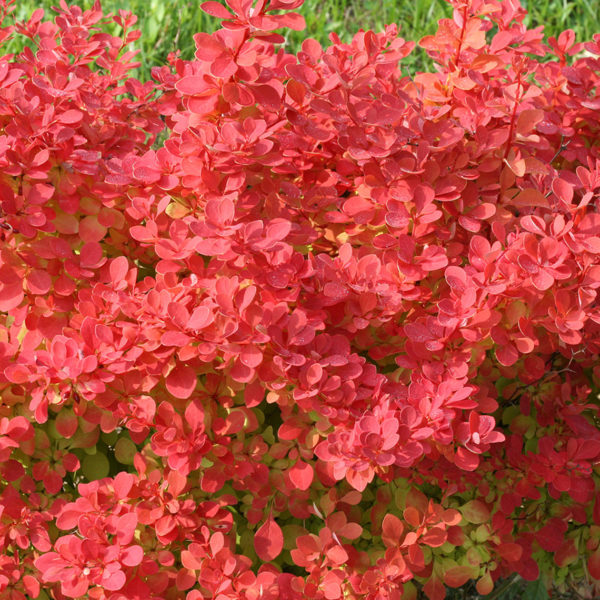 BERBERIS SUNJOY NEO BARBERRY