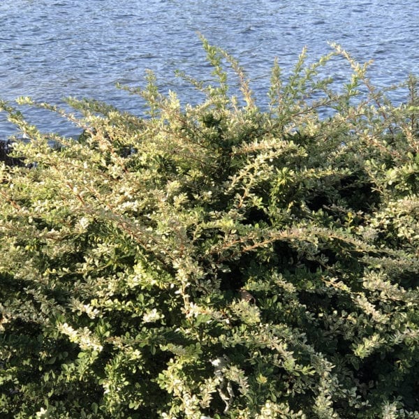 BERBERIS SUNJOY SEQUINS BARBERRY