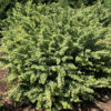 BERBERIS SUNJOY SEQUINS BARBERRY