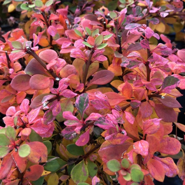 BERBERIS SUNJOY SEQUINS BARBERRY