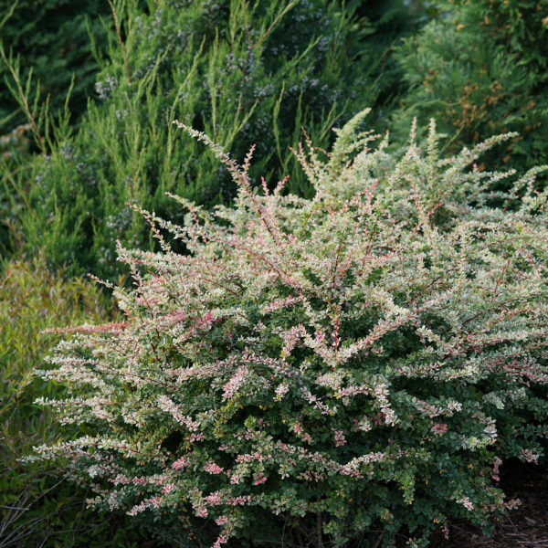 BERBERIS SUNJOY SEQUINS BARBERRY