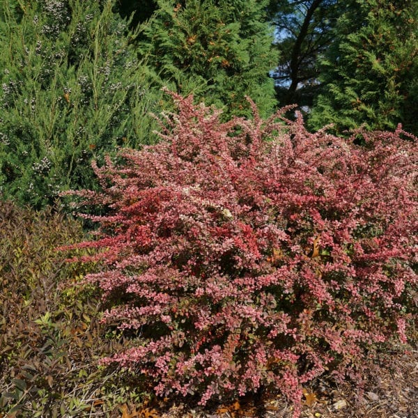 BERBERIS SUNJOY SEQUINS BARBERRY