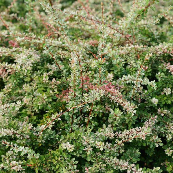 BERBERIS SUNJOY SEQUINS BARBERRY