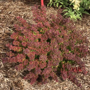 BERBERIS SUNJOY TANGELO BARBERRY