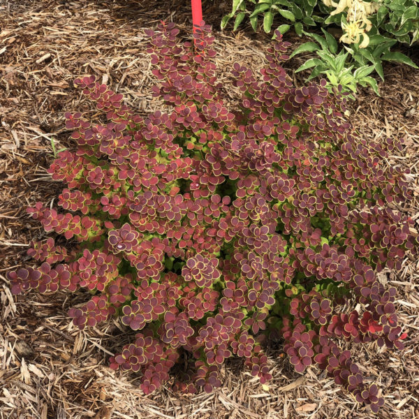 BERBERIS SUNJOY TANGELO BARBERRY