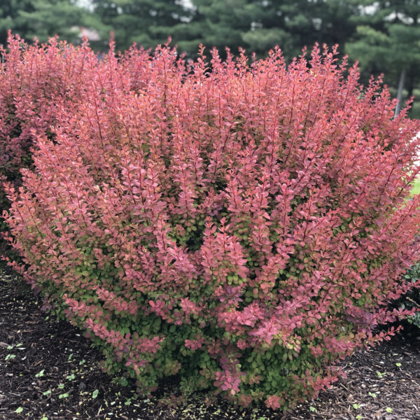 BERBERIS SUNJOY TANGELO BARBERRY