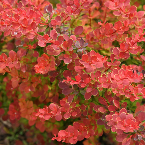 BERBERIS SUNJOY TANGELO BARBERRY