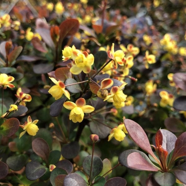 BERBERIS SUNJOY TODO BARBERRY