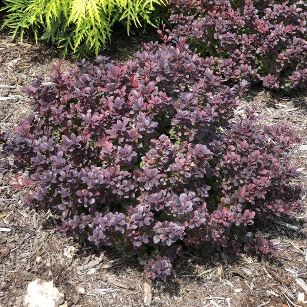 BERBERIS SUNJOY TODO BARBERRY