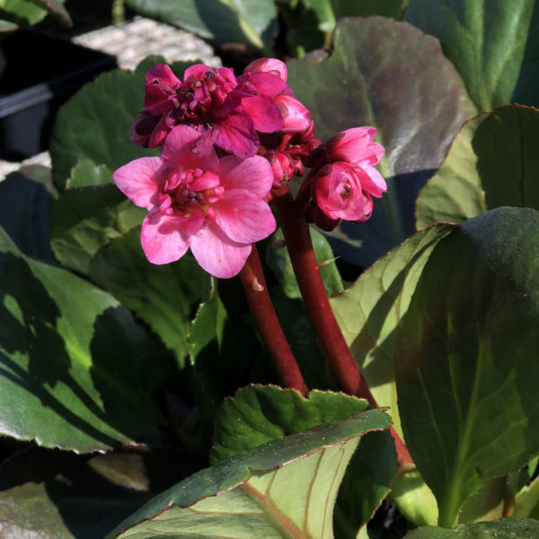 BERGENIA DRAGONFLY SAKURA PIG SQUEEK