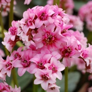 Bergenia - Pig Squeak