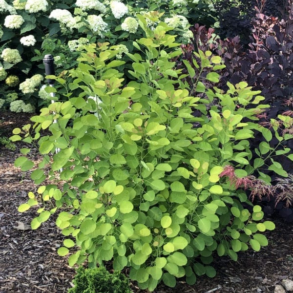 BETULA CESKY GOLD DWARF BIRCH