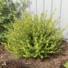 BETULA CESKY GOLD DWARF BIRCH