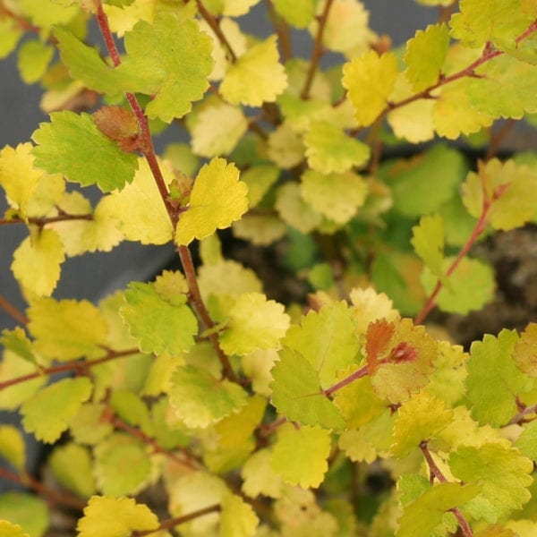 BETULA CESKY GOLD DWARF BIRCH