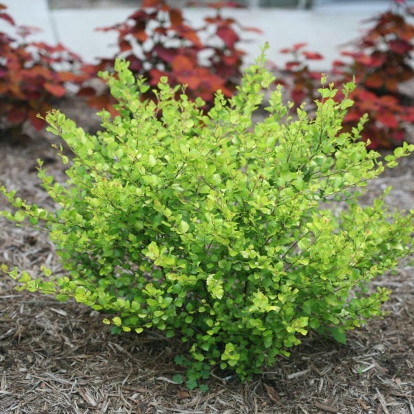 BETULA CESKY GOLD DWARF BIRCH