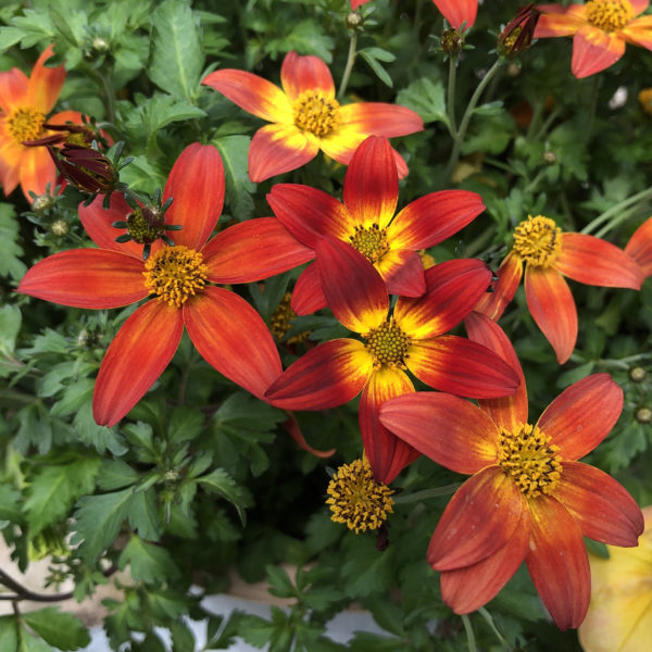 BIDENS CAMPFIRE FIREBURST BIDENS