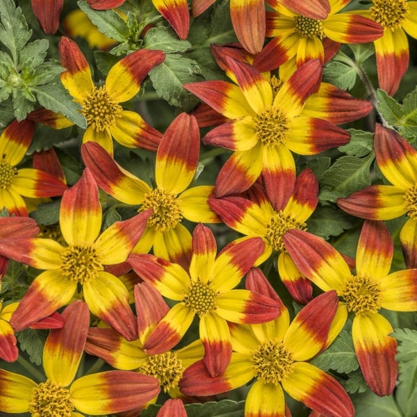 BIDENS CAMPFIRE FIREBURST BIDENS