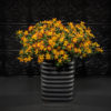BIDENS CAMPFIRE FIREBURST BIDENS