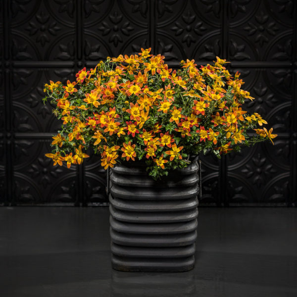 BIDENS CAMPFIRE FIREBURST BIDENS