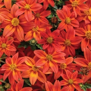 BIDENS CAMPFIRE FLAME BIDENS