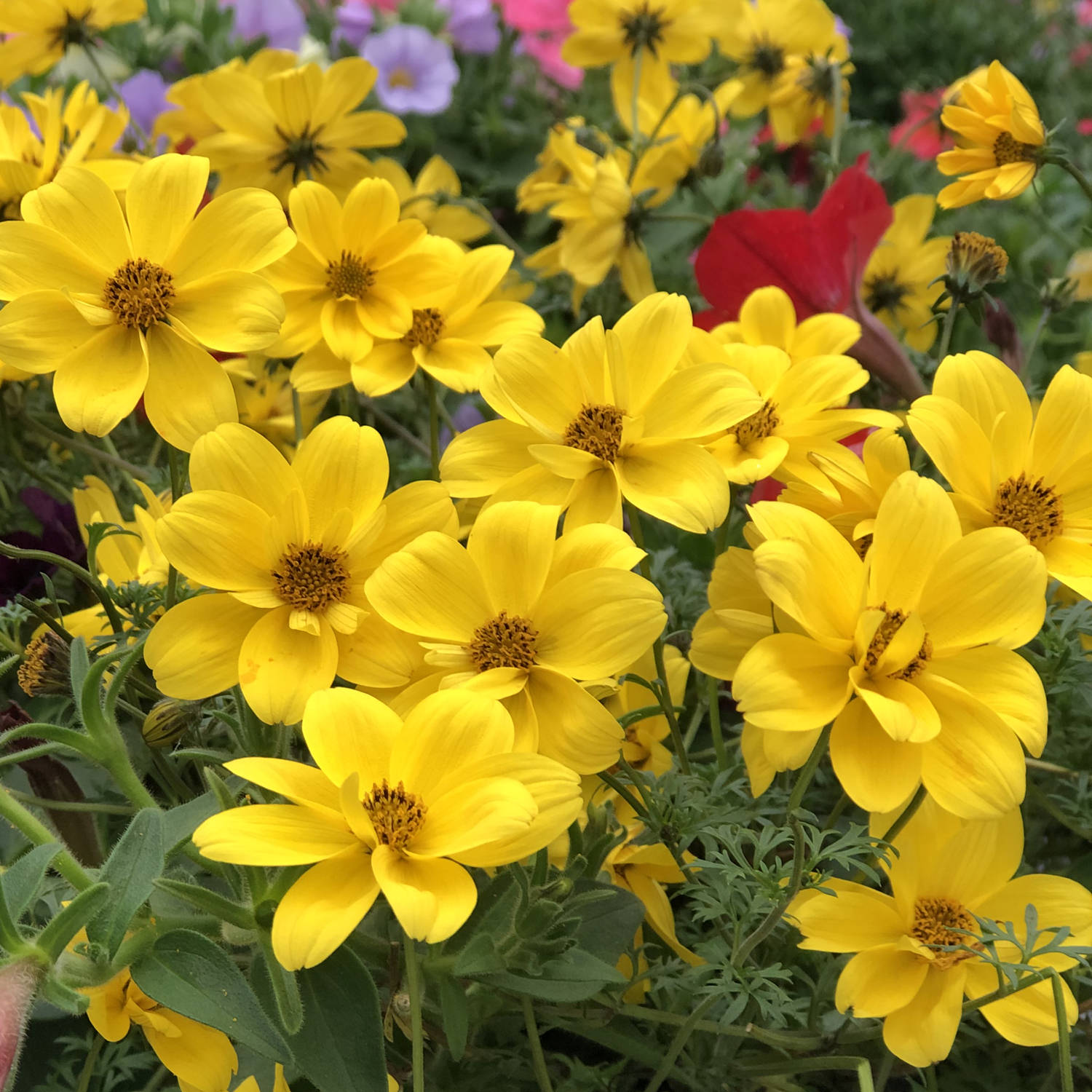 bidens goldilocks rocks