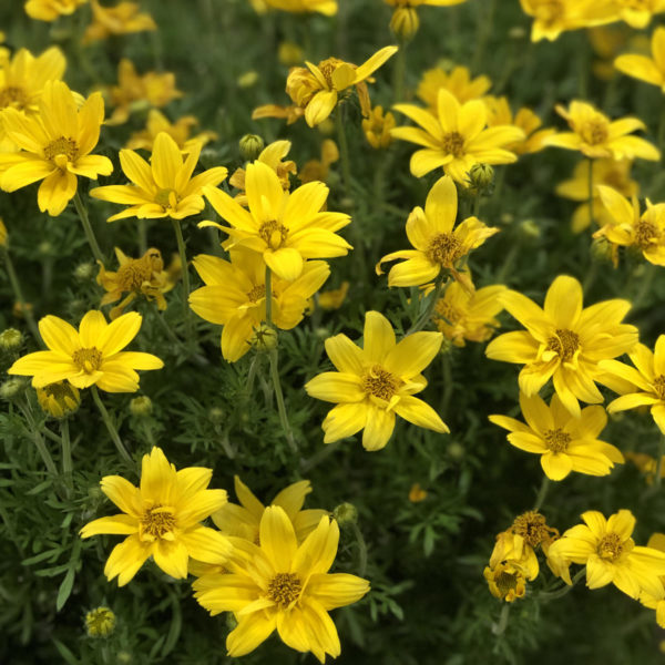 BIDENS GOLDILOCKS ROCKS BIDENS