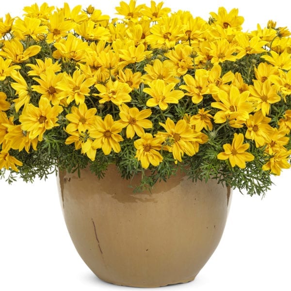 BIDENS GOLDILOCKS ROCKS BIDENS