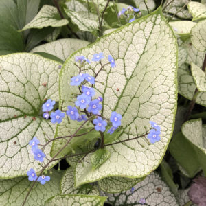 BRUNNERA EMERALD MIST HEARTLEAF BRUNNERA