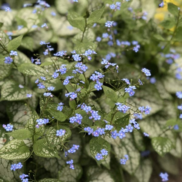 BRUNNERA JACK FROST HEARTLEAF BRUNNERA