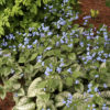 BRUNNERA JACK FROST HEARTLEAF BRUNNERA