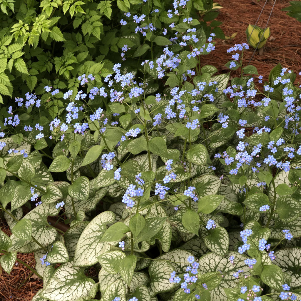 BRUNNERA JACK FROST HEARTLEAF BRUNNERA