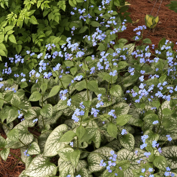 BRUNNERA JACK FROST HEARTLEAF BRUNNERA