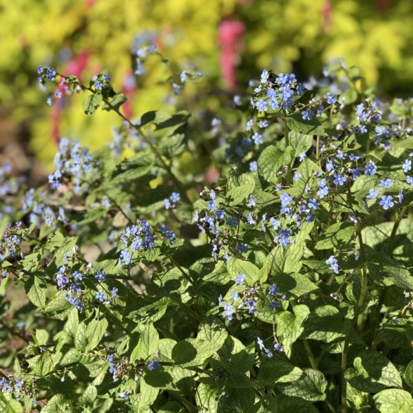 BRUNNERA JACK FROST HEARTLEAF BRUNNERA