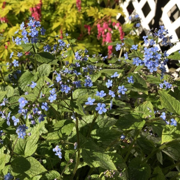 BRUNNERA JACK FROST HEARTLEAF BRUNNERA