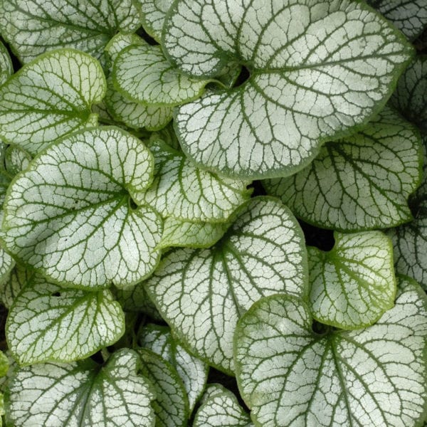 BRUNNERA JACK FROST HEARTLEAF BRUNNERA