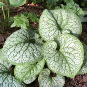 BRUNNERA JACK OF DIAMONDS HEARTLEAF BRUNNERA