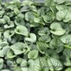 BRUNNERA JACK OF DIAMONDS HEARTLEAF BRUNNERA