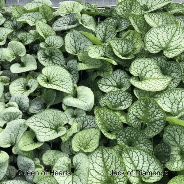 BRUNNERA JACK OF DIAMONDS HEARTLEAF BRUNNERA