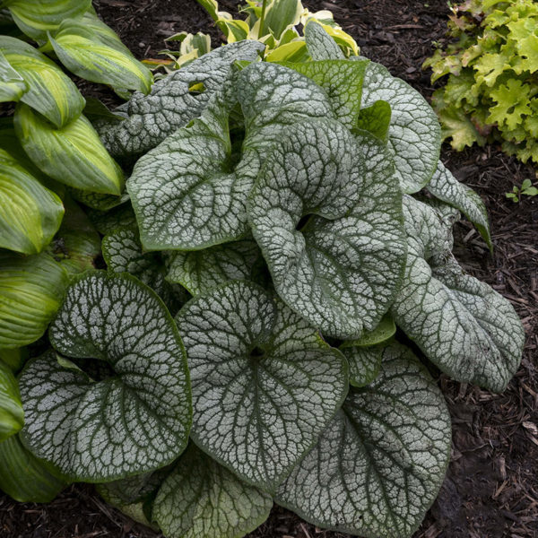 BRUNNERA JACK OF DIAMONDS HEARTLEAF BRUNNERA