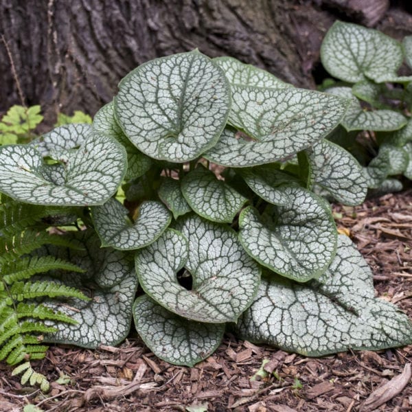 BRUNNERA JACK OF DIAMONDS HEARTLEAF BRUNNERA